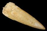Fossil Plesiosaur (Zarafasaura) Tooth - Morocco #176892-1